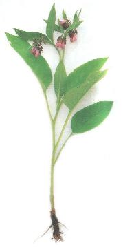 Comfrey 7K