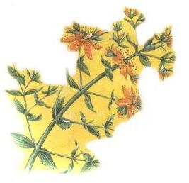 St John's Wort 12K